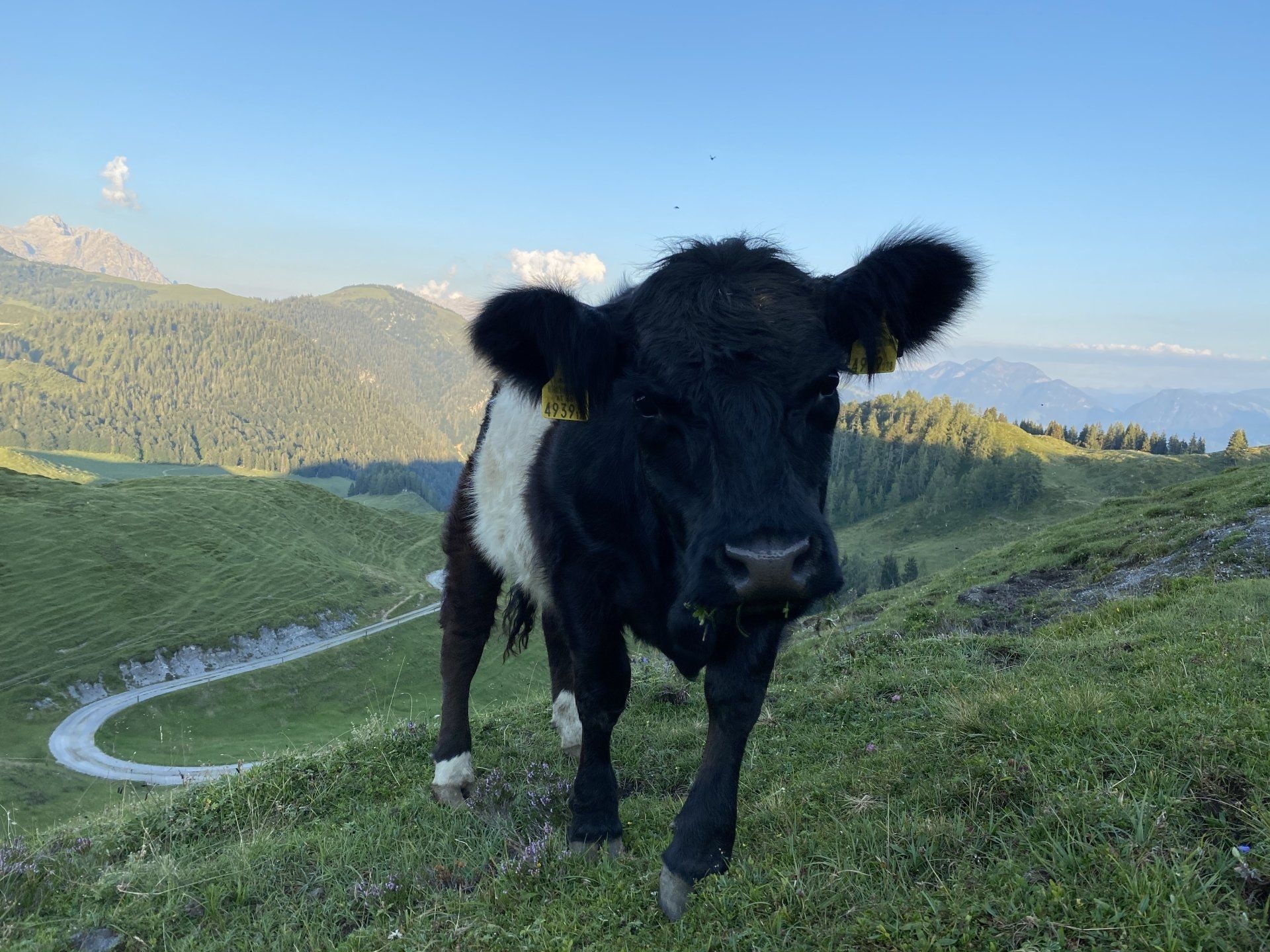 Kalkstein Galloways Rinder