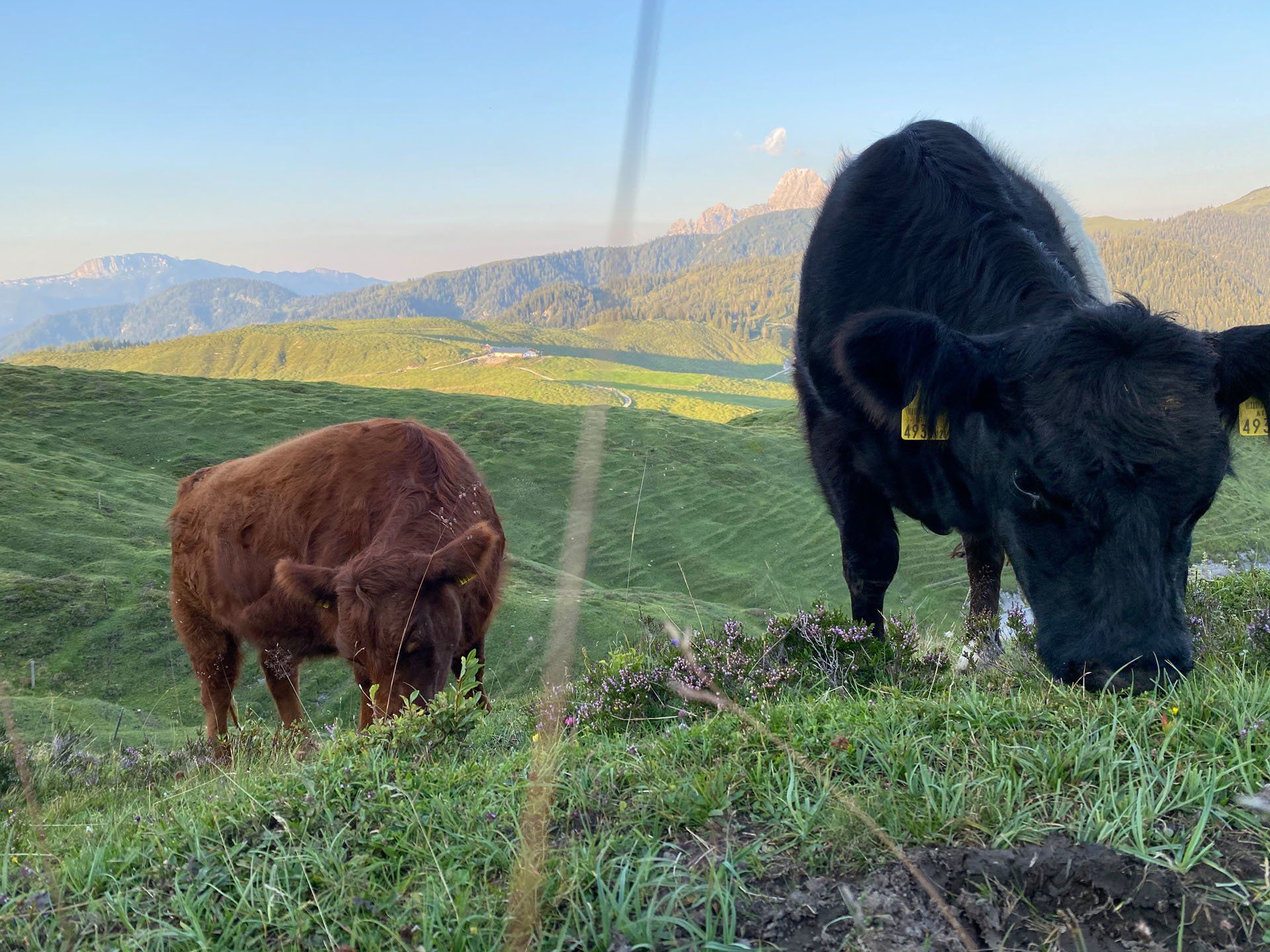 Kalkstein Galloways