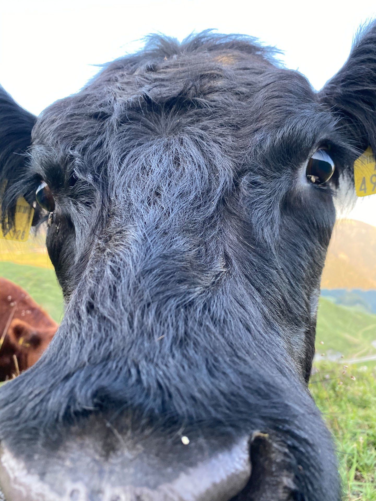 Kalkstein Galloways