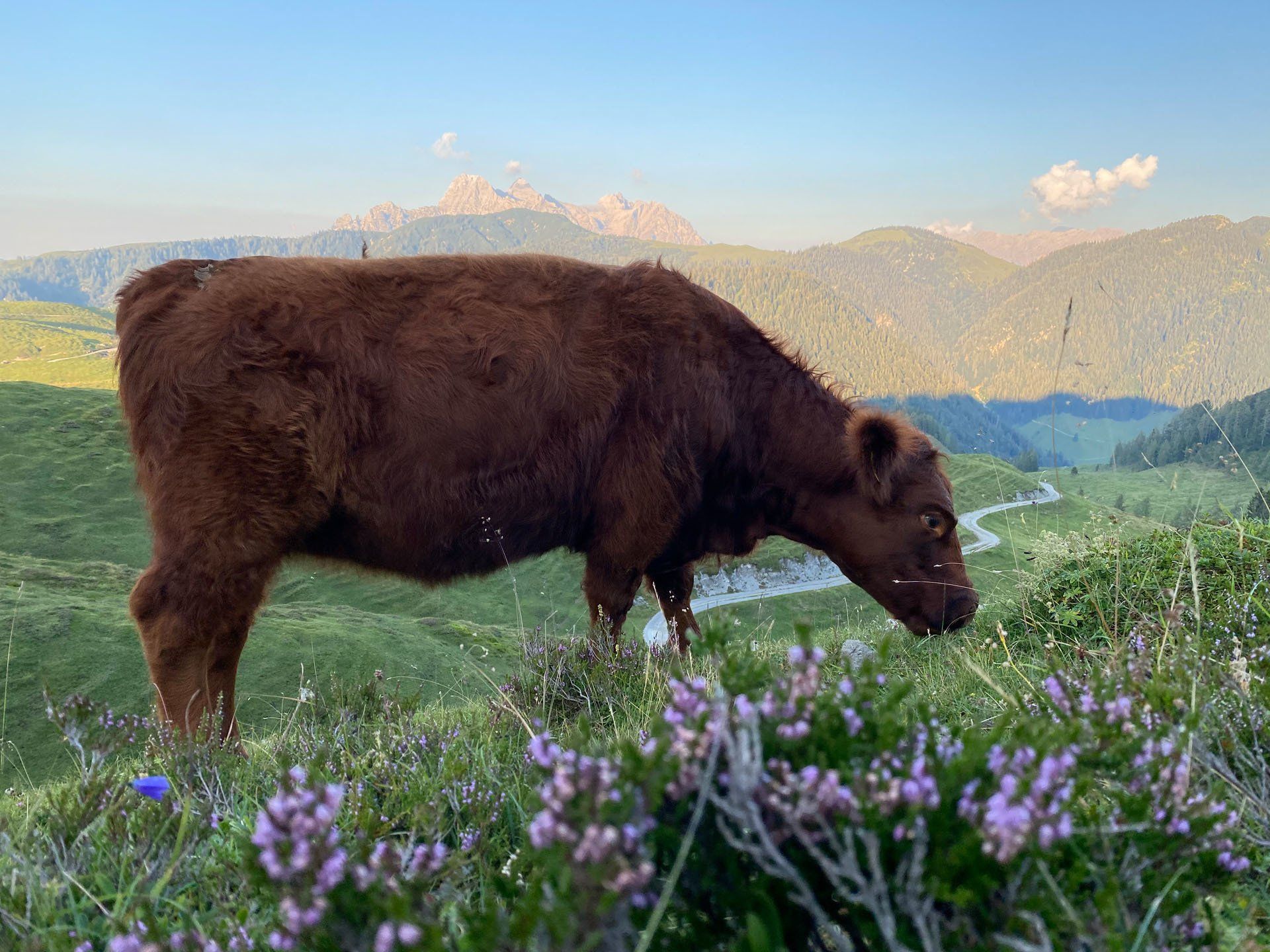 Kalkstein Galloways