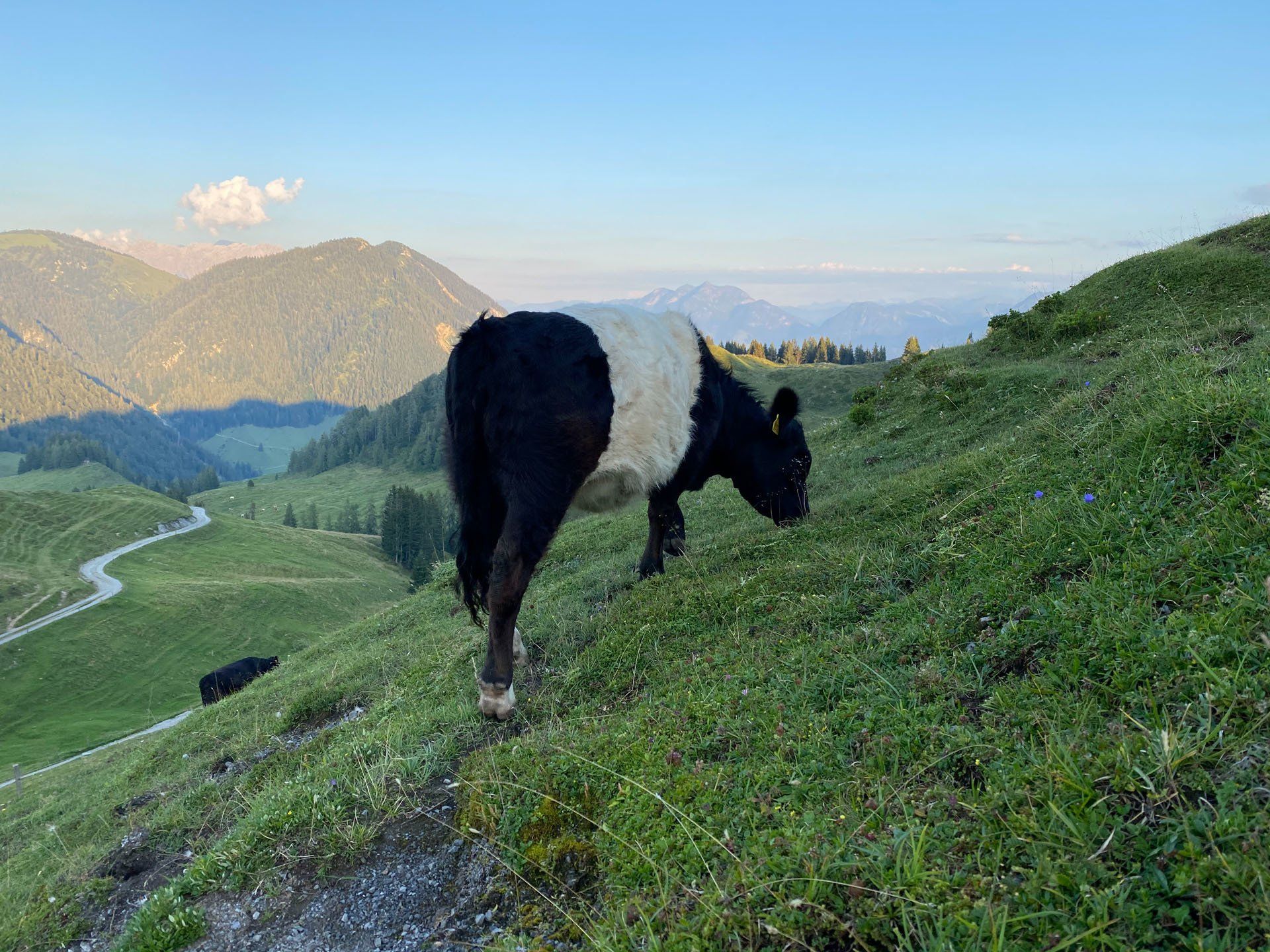 Kalkstein Galloways