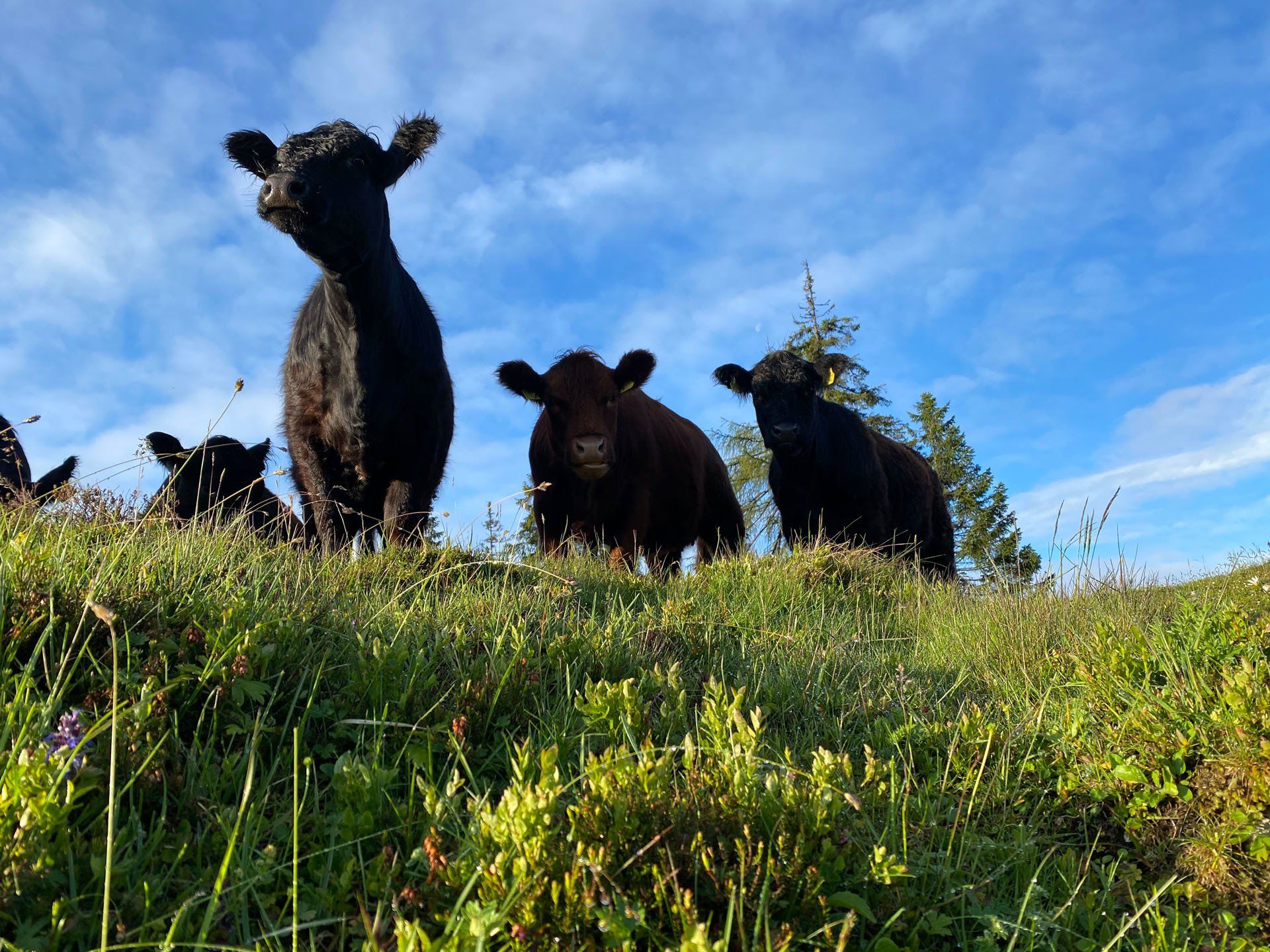 Kalkstein Galloways