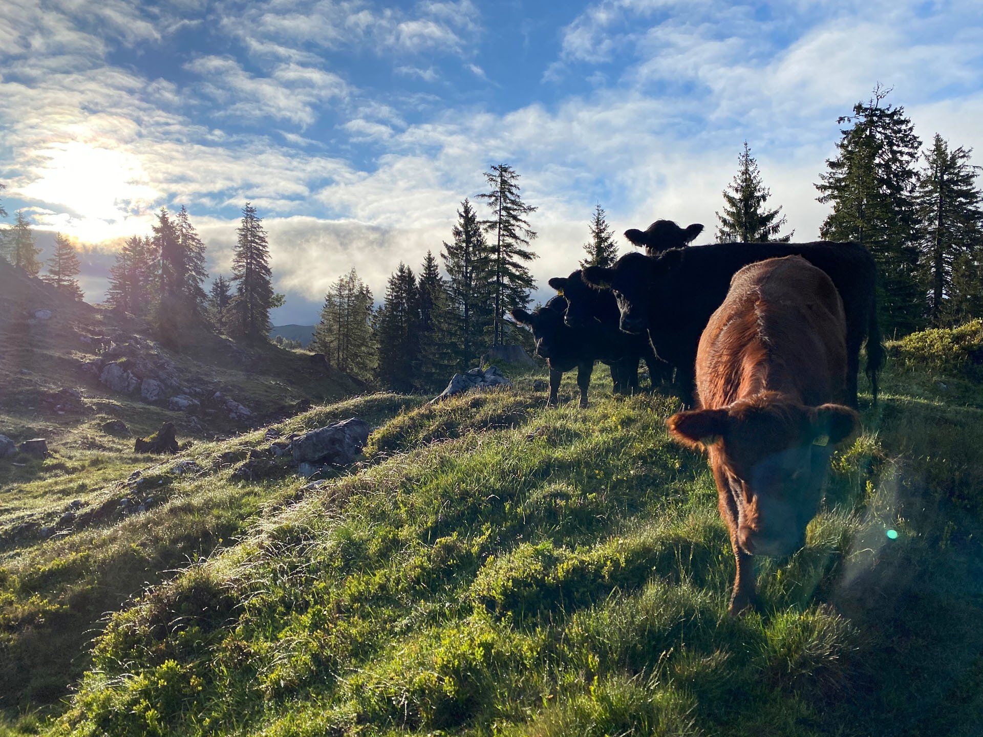 Kalkstein Galloways
