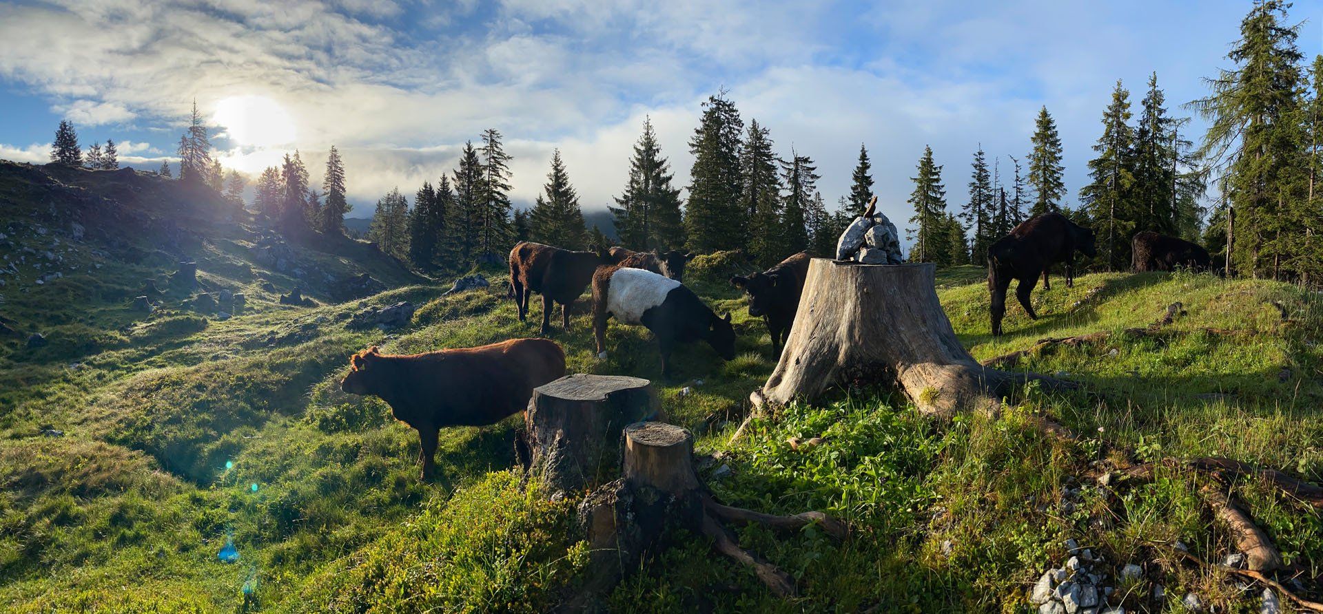Kalkstein Galloways