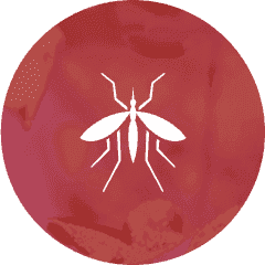 Insects