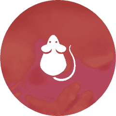 Rodents