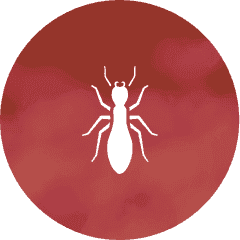 Ants