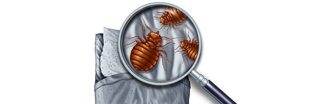Bed bugs