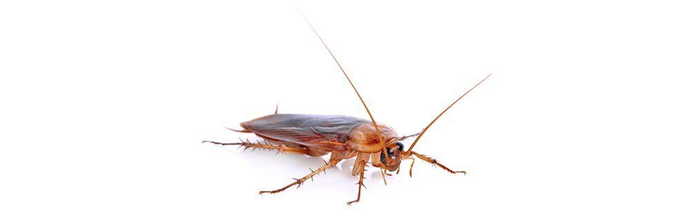 Cockroach