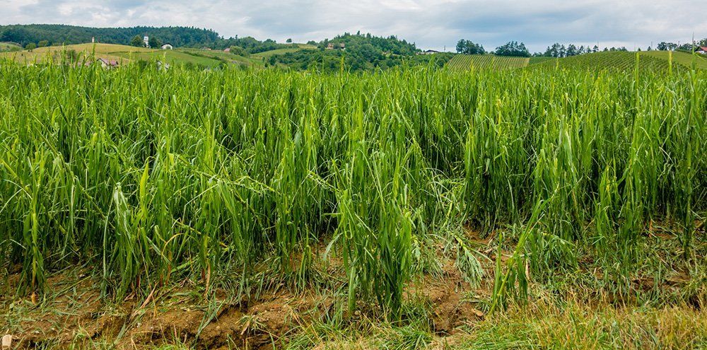 Agricultural Settings
