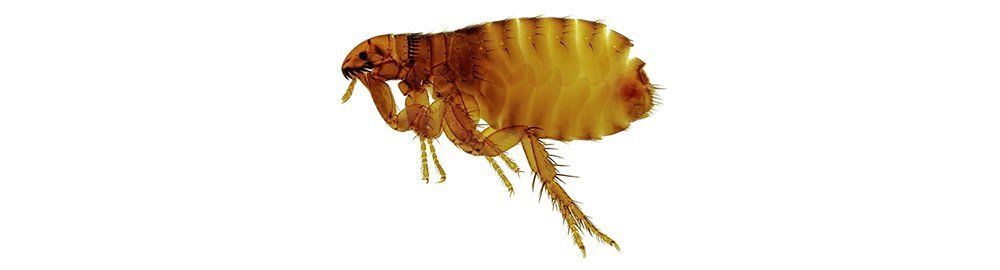 flea