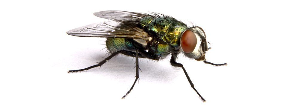 House Fly