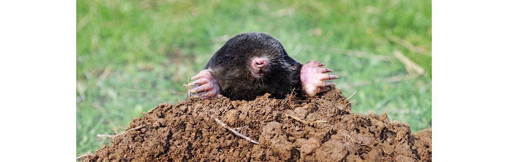 mole