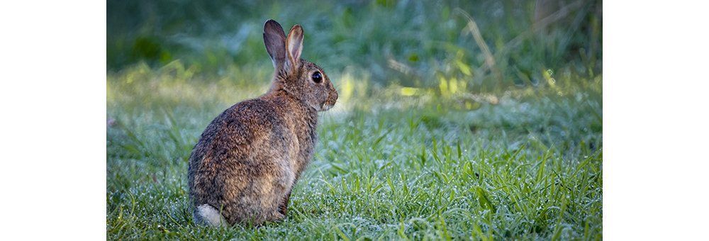 rabbit