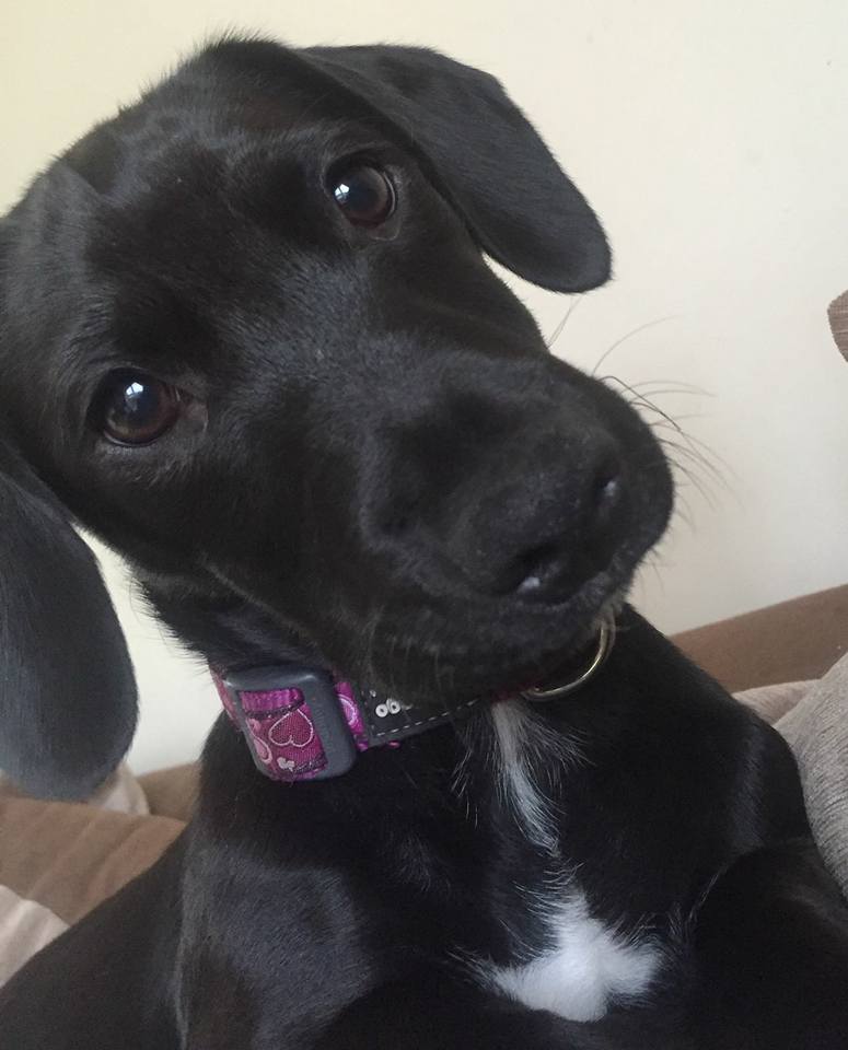 a black dog