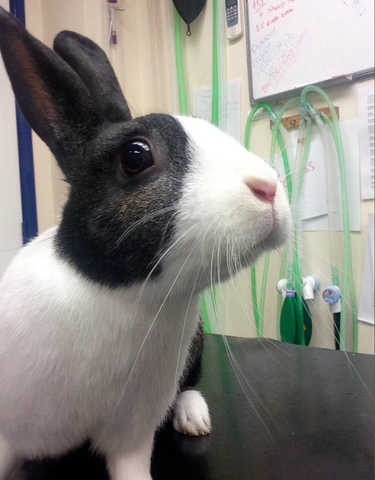 a rabbit image
