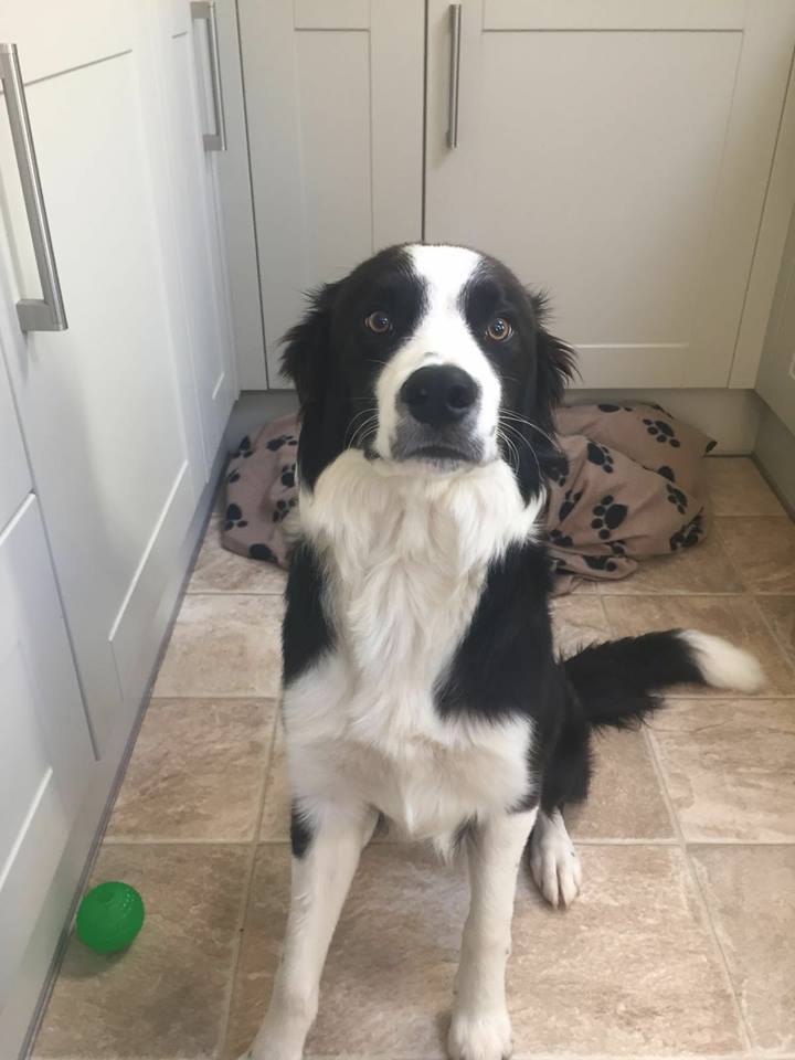 a pet sitting image