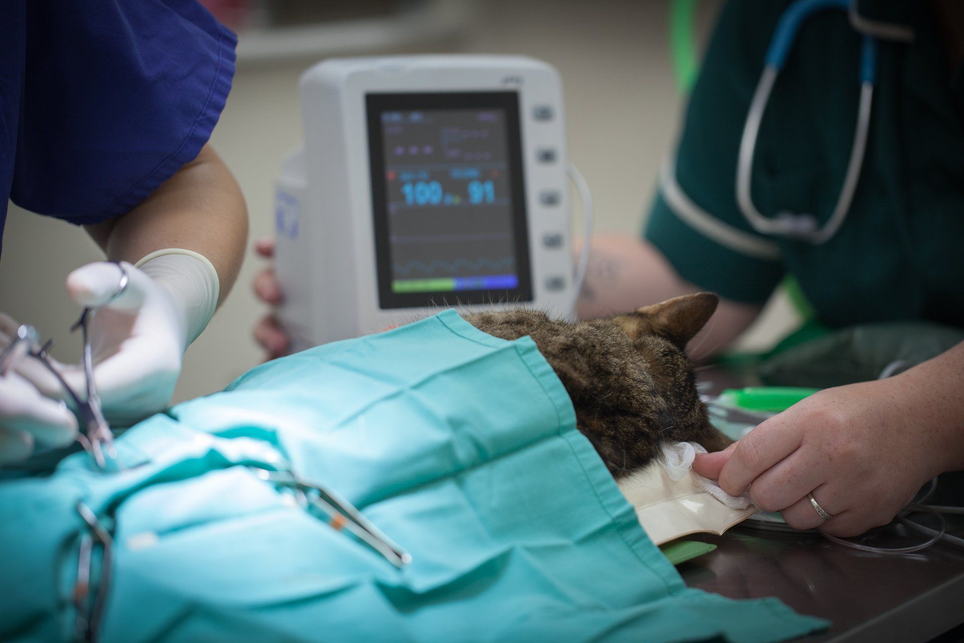 pet surgery