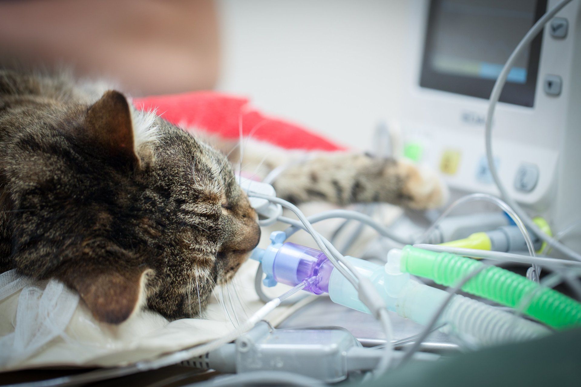 neutering services