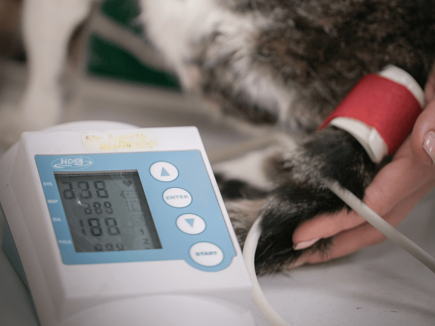 pet care