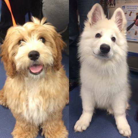 cute puppies