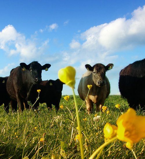cows