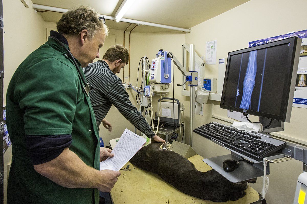 pet consultation
