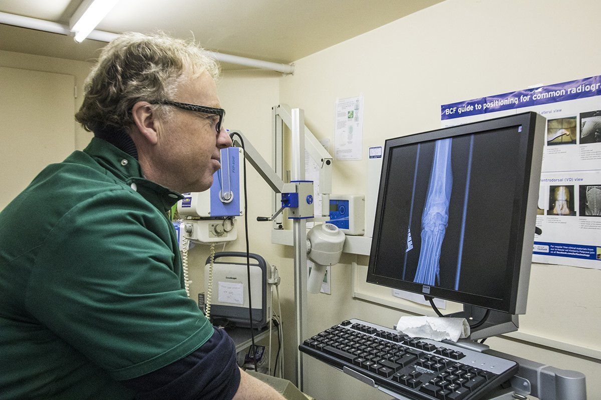 doctor checking dog's bones