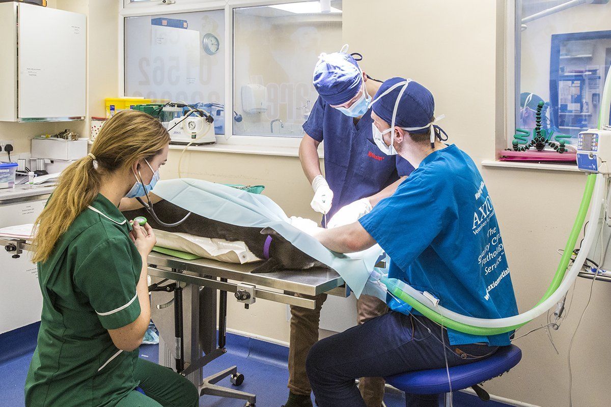 dog surgery