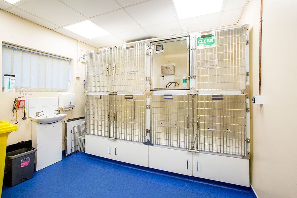 cattery