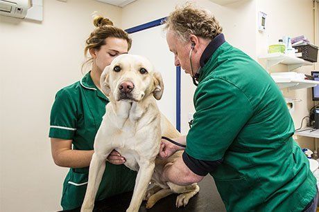 Pet consultations