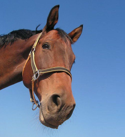 a horse