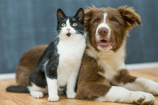 veterinary service