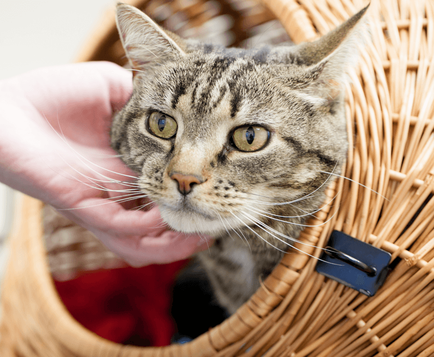 a cat