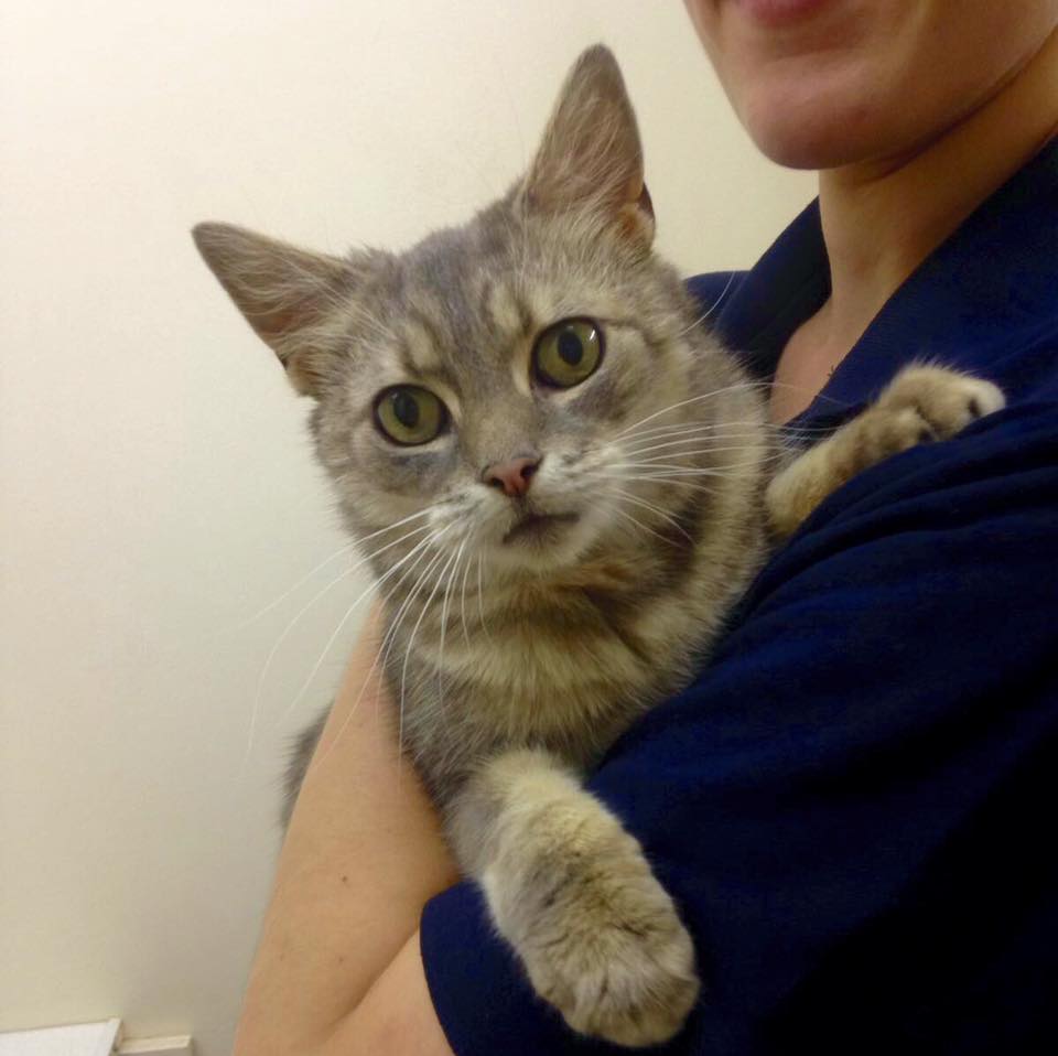 a cat