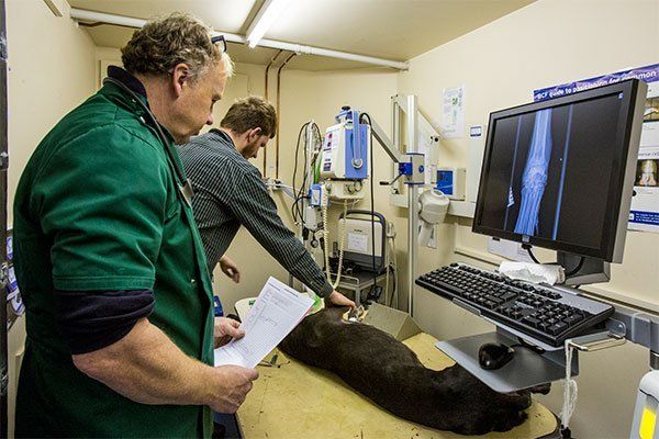 doctors inspecting a dog