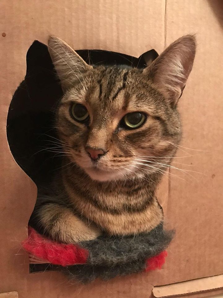 Cat's image