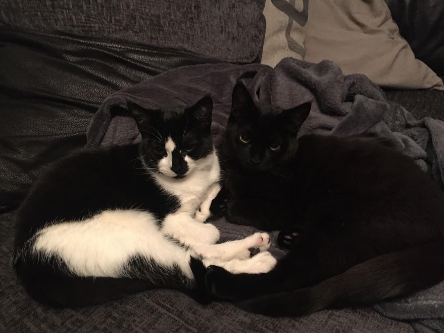 Two cats image