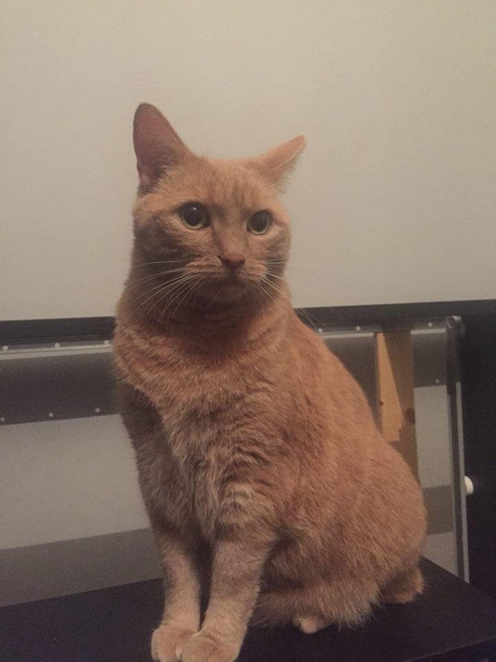 Ginger cat image