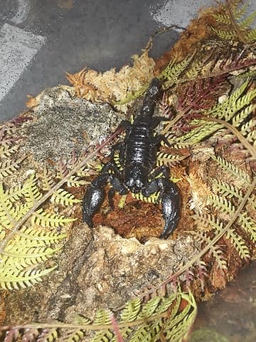 Scorpion image