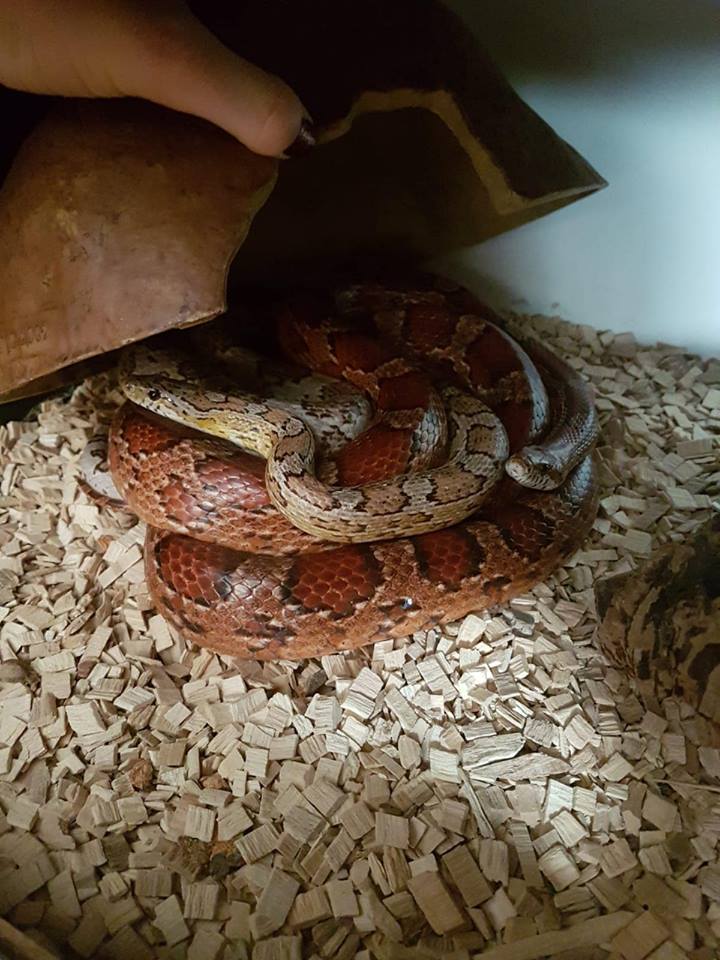 Snake image