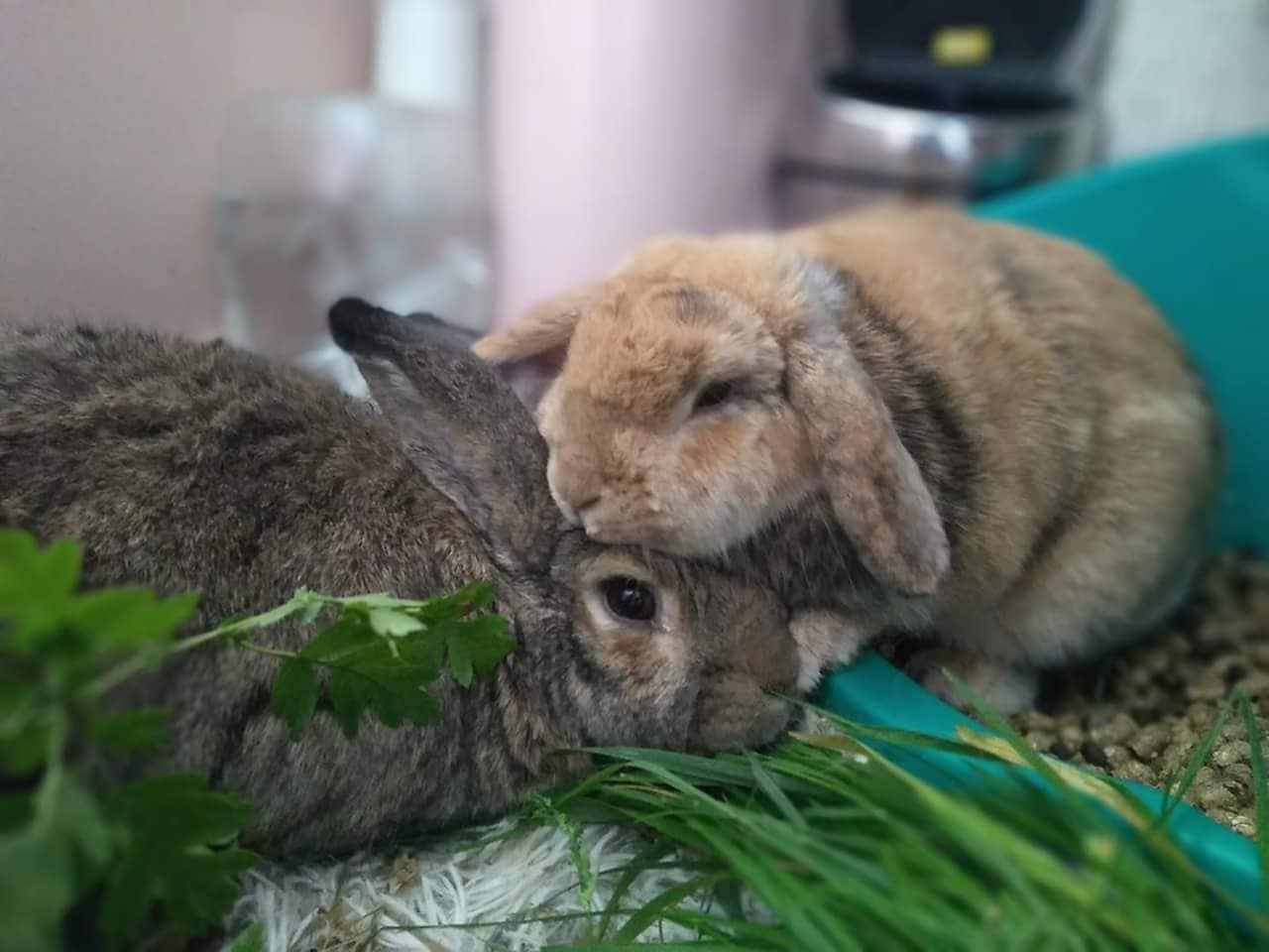 Two rabbits image