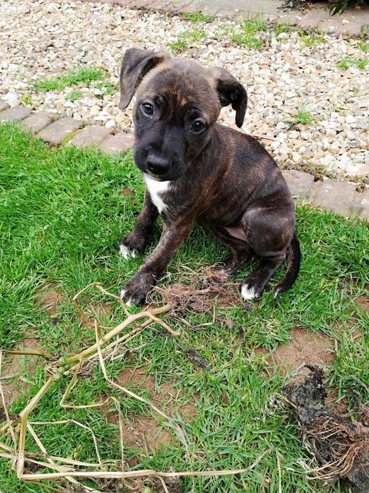 Puppy image