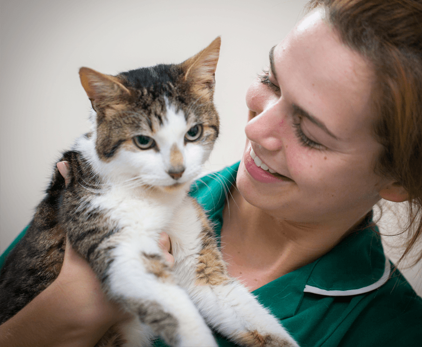 pet vaccination