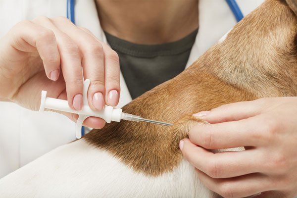 vaccinating a dog
