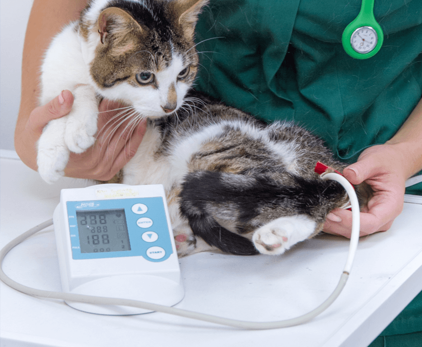 pet clinics