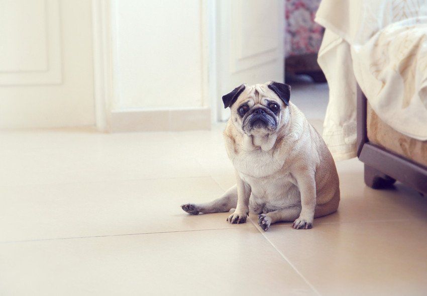 a pet dog