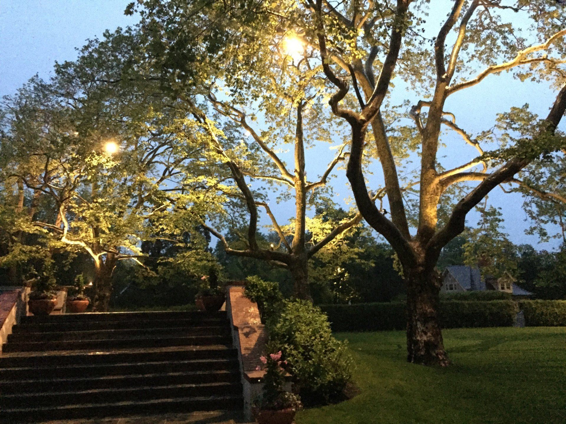 A staircase leading up to a tree with lights on it