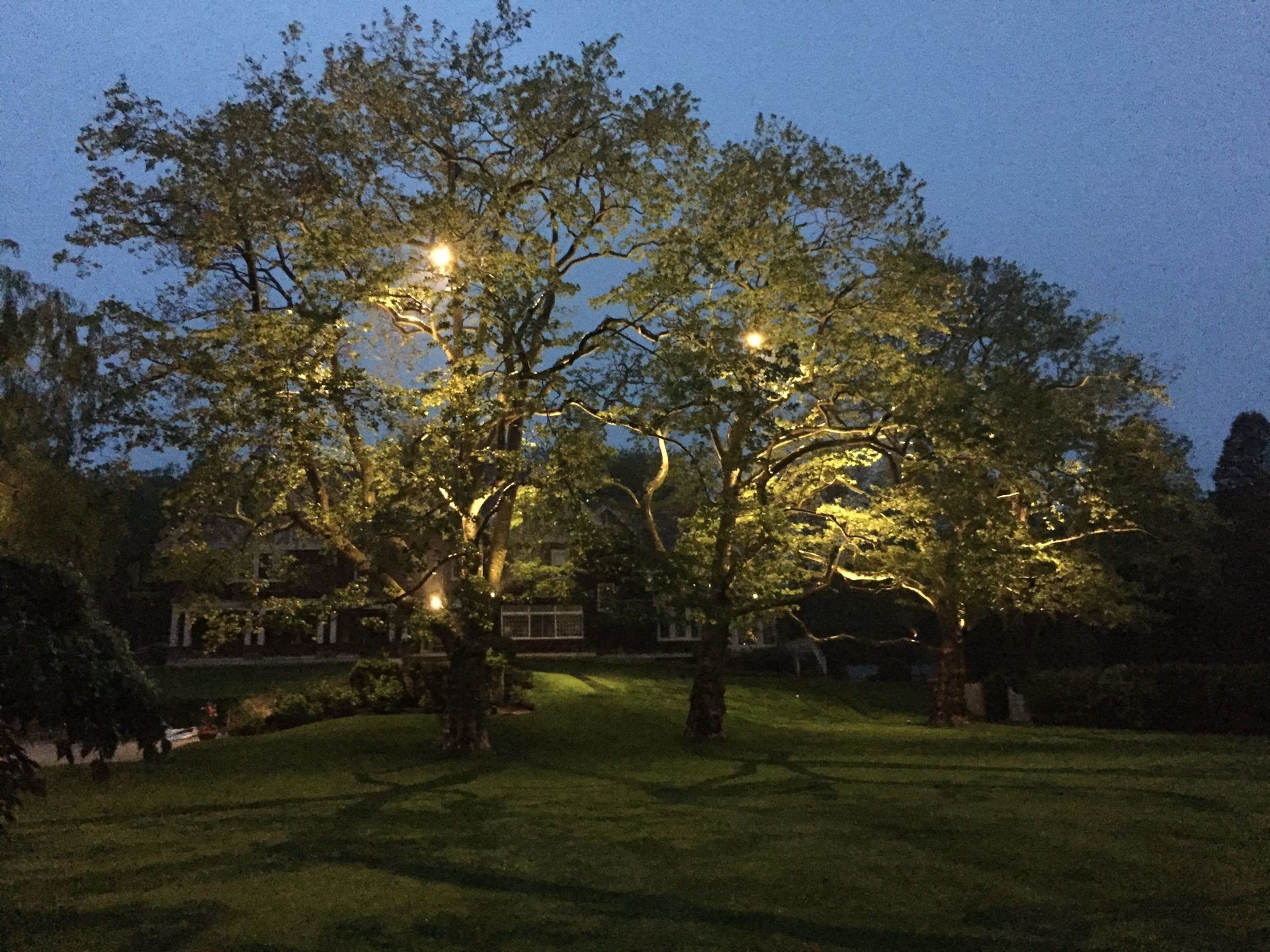 A row of trees are lit up at night in a park
