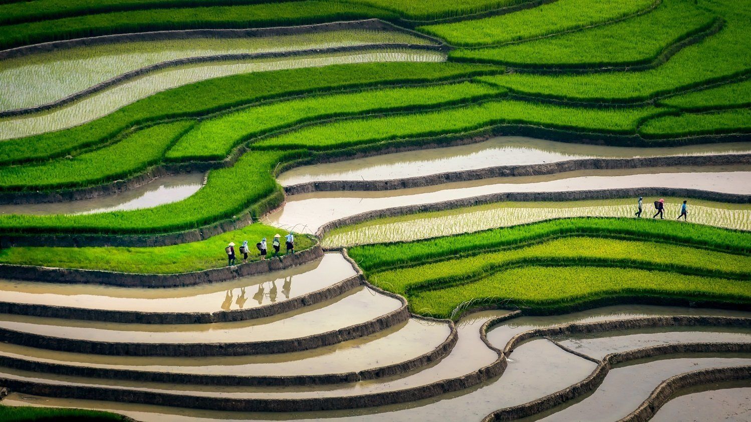 A group of people are walking on a lush green rice terrace.
